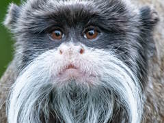 �ҥ���Ω�ɤʥ���ڥ顼���ޥ�󤵤�Ρ�Shadow of Doubt�ץ�ӥ塼������������Steam����