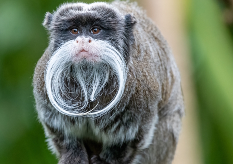 画像ギャラリー No.002のサムネイル画像 / ヒゲが立派なエンペラータマリンさんの「Shadow of Doubt」レビュー。えーあい!Steam広場