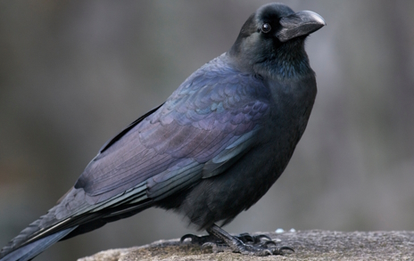 画像ギャラリー No.012のサムネイル画像 / 頭脳明晰なハシブトガラスさんの「Contraband Police」レビュー。えーあい!Steam広場