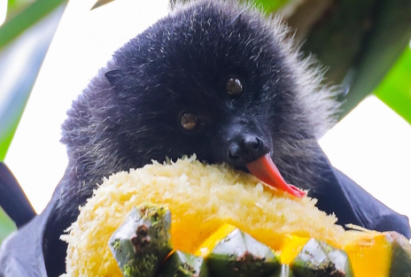 画像ギャラリー No.021のサムネイル画像 / フルーツ大好きオオコウモリさんの「The Texas Chain Saw Massacre」レビュー。えーあい!Steam広場