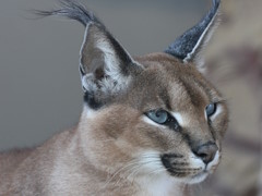 Ĺ��˼�Ӥ��ȥ졼�ɥޡ����Υ��饫�뤵��ˤ���Whisker Squadron: Survivor�ץ�ӥ塼������������Steam����