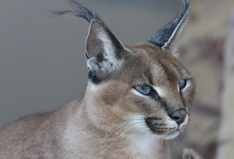 ���������꡼ No.002�Υ���ͥ������ / Ĺ��˼�Ӥ��ȥ졼�ɥޡ����Υ��饫�뤵��ˤ���Whisker Squadron: Survivor�ץ�ӥ塼������������Steam����