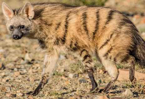 画像ギャラリー No.003のサムネイル画像 / 名前で誤解されがちなツチオオカミさんの「Looper Tactics」レビュー。えーあい!Steam広場