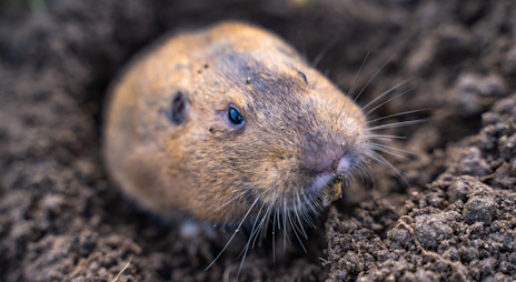 画像ギャラリー No.013のサムネイル画像 / 穴掘り名人ホリネズミさんの「Home Safety Hotline」レビュー。えーあい!Steam広場