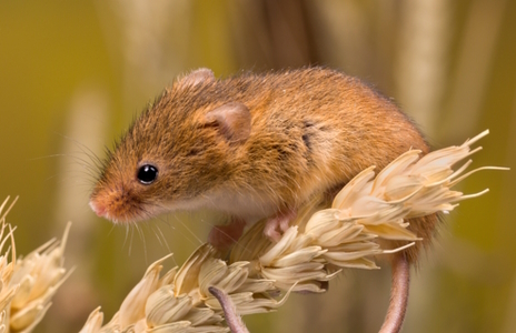 ���������꡼ No.016�Υ���ͥ������ / ���ܰ쾮�����Ʒڤ�����ͥ��ߤ���Ρ�Thief Simulator 2�ץ�ӥ塼������������Steam����