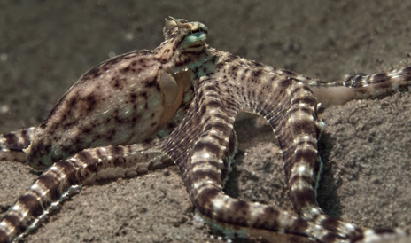 画像ギャラリー No.001のサムネイル画像 / 擬態の名人ミミックオクトパスさんの「恐怖の世界」レビュー。えーあい!Steam広場