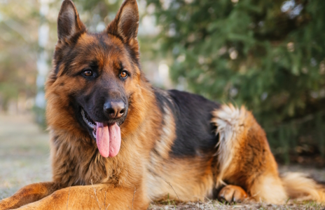 画像ギャラリー No.010のサムネイル画像 / 多才なジャーマン・シェパードさんの「RoboCop: Rogue City」レビュー。えーあい!Steam広場