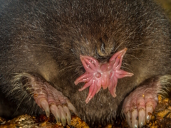 �ˤ������դʥۥ��Хʥ⥰�餵��Ρ�Lethal Company�ץ�ӥ塼������������Steam����