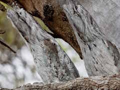 �ڤ˵��֤��륪�����ȥ�ꥢ���ޥ����西������Ρ�Ready or Not�ץ�ӥ塼������������Steam����