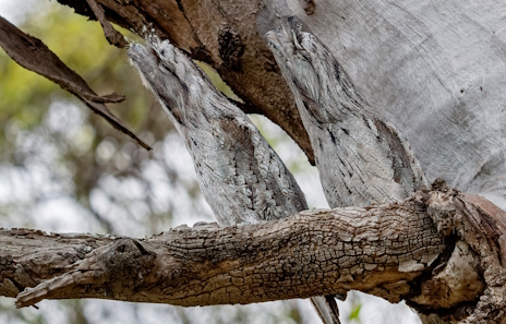 ���������꡼ No.002�Υ���ͥ������ / �ڤ˵��֤��륪�����ȥ�ꥢ���ޥ����西������Ρ�Ready or Not�ץ�ӥ塼������������Steam����