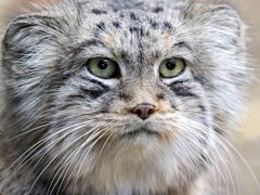 �����ǸŤ�ǭ���ޥ̥�ͥ�����Ρ�Path of the Abyss�ץ�ӥ塼������������Steam����