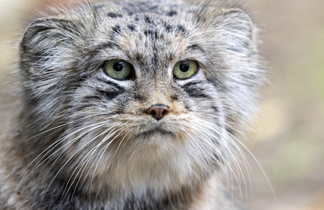 画像ギャラリー No.004のサムネイル画像 / 世界最古の猫,マヌルネコさんの「Path of the Abyss」レビュー。えーあい!Steam広場