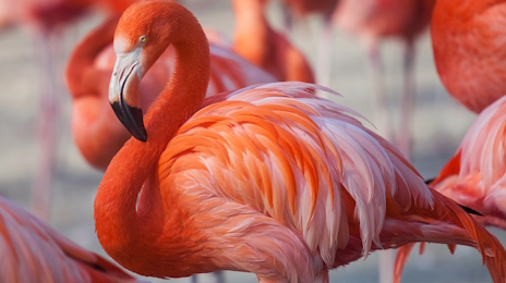 画像ギャラリー No.013のサムネイル画像 / 炎の鳥フラミンゴさんの「Boxes Lost Fragments」レビュー。えーあい!Steam広場