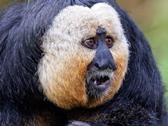 �餬�򤤥���������������Ρ�Star Trucker�ץ�ӥ塼������������Steam����