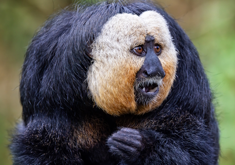 画像ギャラリー No.013のサムネイル画像 / 顔が白いシロガオサキさんの「Star Trucker」レビュー。えーあい!Steam広場