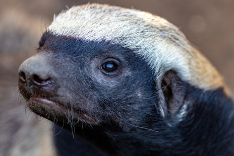 画像ギャラリー No.010のサムネイル画像 / 世界一恐れ知らずなラーテルさんの「Deep Rock Galactic: Survivor」レビュー。えーあい!Steam広場