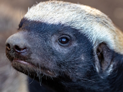 �����춲���Τ餺�ʥ顼�ƥ뤵��Ρ�Deep Rock Galactic: Survivor�ץ�ӥ塼������������Steam����