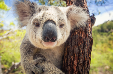 ���������꡼ No.002�Υ���ͥ������ / �Τ��礭���ӥ��ȥꥢ�����餵��Ρ��µܹ��ˡץ�ӥ塼������������Steam����