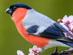 �Ĥ�������ū�ߤ����ʥ�������Ρ�Supermarket Simulator�ץ�ӥ塼������������Steam����