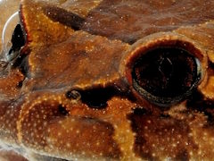 �Ф������ǽ���ޤ���ĥإ��꡼�ե��å�����Ρ�Spiritfall�ץ�ӥ塼������������Steam����