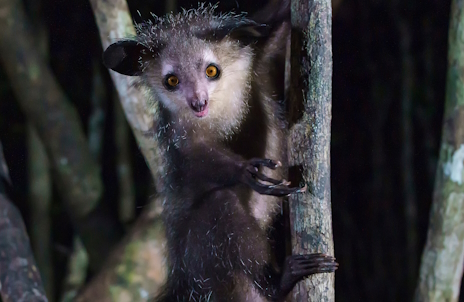 ���������꡼ No.002�Υ���ͥ������ / Ƹ�ؤ�ͭ̾�ʤ���󥢥������Ρ�Bingle Bingle�ץ�ӥ塼������������Steam����