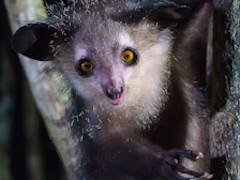 Ƹ�ؤ�ͭ̾�ʤ���󥢥������Ρ�Bingle Bingle�ץ�ӥ塼������������Steam����