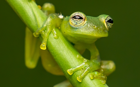 ꡼ No.003Υͥ / ̲ȾƩˤʤ륰饹եåΡPesticide Not Requiredץӥ塼Steam