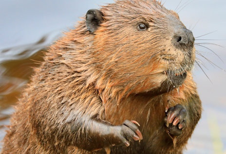 画像ギャラリー No.002のサムネイル画像 / 木をかじり倒すビーバーさんの「Content Warning」レビュー。えーあい!Steam広場