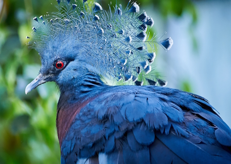 画像ギャラリー No.010のサムネイル画像 / 冠羽が美しいオウギバトさんの「Spirit City: Lofi Sessions」レビュー。えーあい!Steam広場