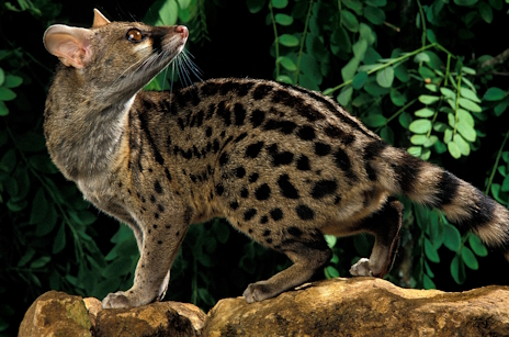 画像ギャラリー No.002のサムネイル画像 / 実はネコじゃないジャコウネコさんの「Espresso Tycoon」レビュー。えーあい!Steam広場