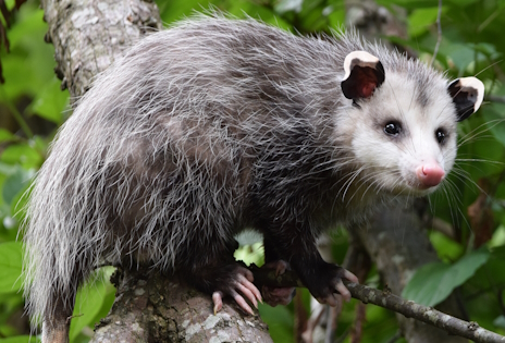 ���������꡼ No.003�Υ���ͥ������ / �����դ꤬���դʥ��ݥå��व��Ρ�Rotwood�ץ�ӥ塼������������Steam����