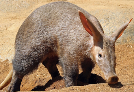 画像ギャラリー No.003のサムネイル画像 / ブタとは何の関係もないツチブタさんの「Abiotic Factor」レビュー。えーあい!Steam広場