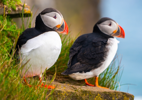 ���������꡼ No.009�Υ���ͥ������ / ��������ʥ˥��ĥΥ�ɥꤵ��Ρ�MULLET MADJACK�ץ�ӥ塼������������Steam����