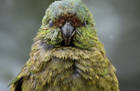 ꡼ No.011Υͥ / ٤ʤեवΡArctic Eggsץӥ塼Steam