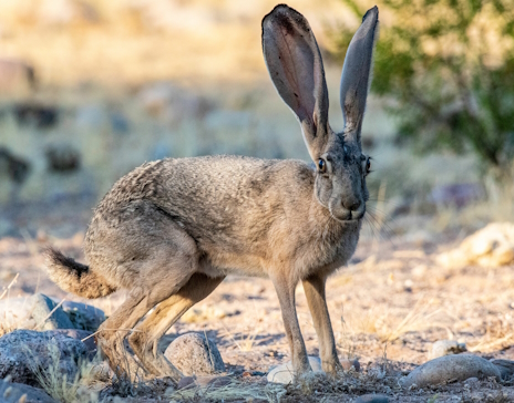 ꡼ No.003Υͥ / 礭ʼĥåΡRabbit and Steelץӥ塼Steam