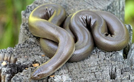 画像ギャラリー No.002のサムネイル画像 / ゴムみたいなラバーボアさんの「Fallen Aces」レビュー。えーあい!Steam広場