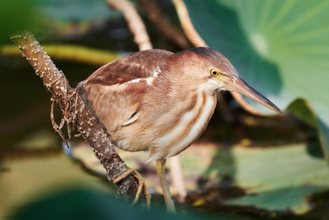 画像ギャラリー No.013のサムネイル画像 / 首が伸びるヨシゴイさんの「Chained Together」レビュー。えーあい!Steam広場