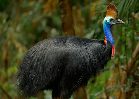 画像ギャラリー No.008のサムネイル画像 / 最凶の蹴りを持つヒクイドリさんの「Anger Foot」レビュー。えーあい!Steam広場