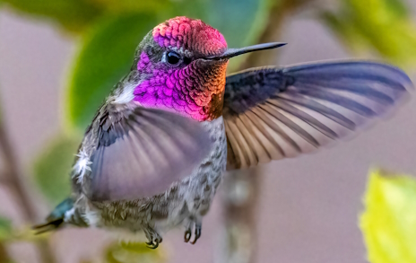 画像ギャラリー No.015のサムネイル画像 / 羽毛が美しいアンナハチドリさんの「Five Nights at Freddy's: Into the Pit」レビュー。えーあい!Steam広場