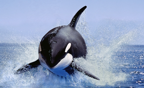 画像ギャラリー No.002のサムネイル画像 / 海のギャングことシャチさんの「Crime Scene Cleaner」レビュー。えーあい!Steam広場