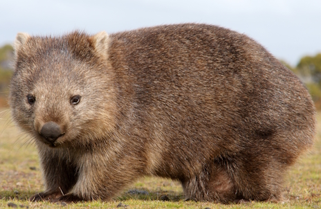 ���������꡼ No.013�Υ���ͥ������ / ���⤯�̤�����ߡɤ��ȥ�����ХåȤ���Ρ�Terminus Zombie Survivors�ץ�ӥ塼������������Steam����