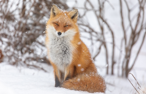 画像ギャラリー No.013のサムネイル画像 / いろいろな鳴き声を持つアカギツネさんの「Tactical Breach Wizards」レビュー。えーあい!Steam広場