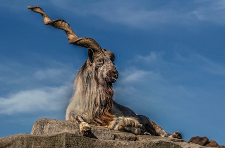 画像ギャラリー No.012のサムネイル画像 / ヤギの王マーコールさんの「Dice Player One」レビュー。えーあい!Steam広場