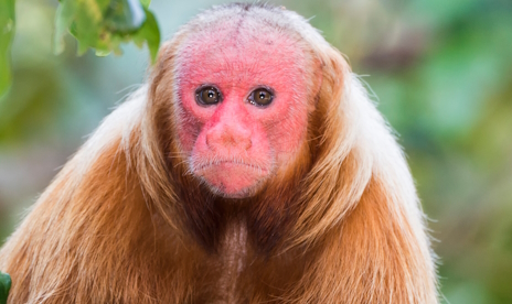 ꡼ No.022Υͥ / 餬֤ʥϥꤵΡRogue Watersץӥ塼Steam