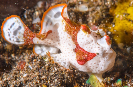 ꡼ No.009Υͥ / ˤʥޥɥꥫ륢󥳥ΡStreets of Rogueץӥ塼Steam