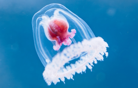 画像ギャラリー No.002のサムネイル画像 / 若返りの力を持つベニクラゲさんの「Karate Survivor」レビュー。えーあい!Steam広場