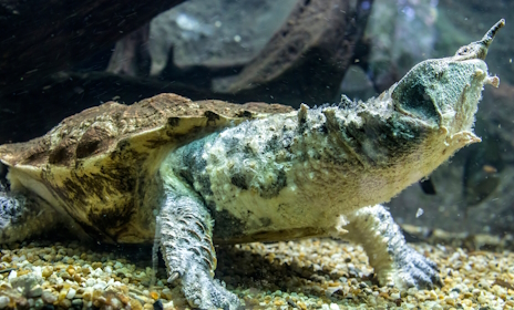 ���������꡼ No.009�Υ���ͥ������ / Ĺ�������ĥޥ��ޥ�����Ρ֥ߥ塼����� �����ȥ륺: ���ץ�󥿡��α�̿�ץ�ӥ塼������������Steam����