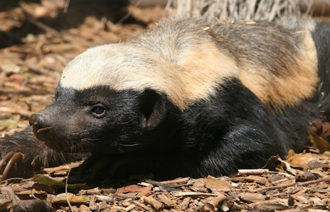 画像ギャラリー No.008のサムネイル画像 / ハチミツ好きなラーテルさんの「SULFUR」レビュー。えーあい!Steam広場