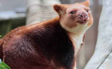 画像ギャラリー No.011のサムネイル画像 / 木の上で暮らすセスジキノボリカンガルーさんの「Uncle Chop’s Rocket Shop」レビュー。えーあい!Steam広場