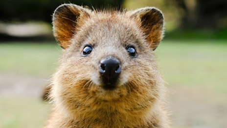 ���������꡼ No.014�Υ���ͥ������ / �д����䤵�ʤ������å�����Ρ�Ballionaire�ץ�ӥ塼������������Steam����